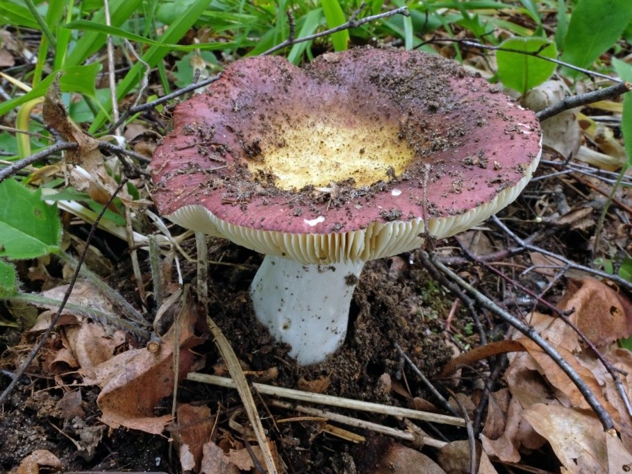 Сыроежка пластинчатый гриб