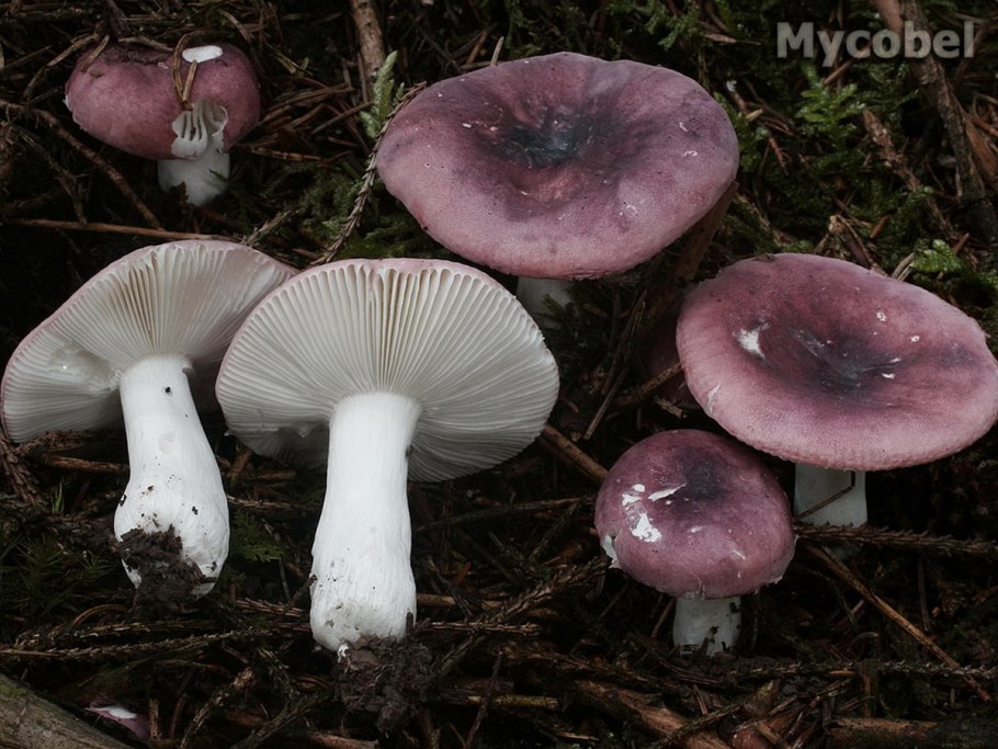 Russula azurea