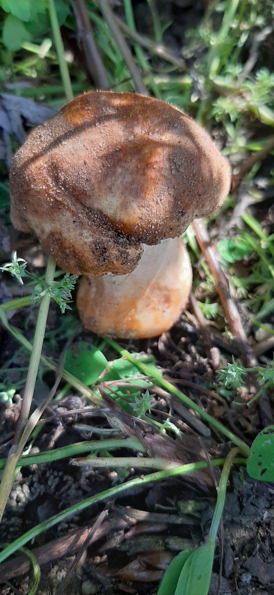 Gyroporus castaneus