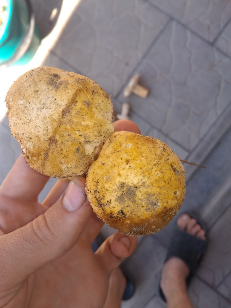 Старый белый гриб