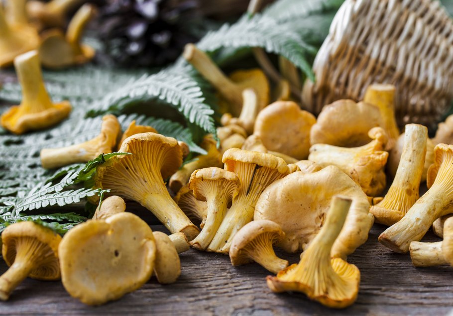 Геопора Самнера гриб