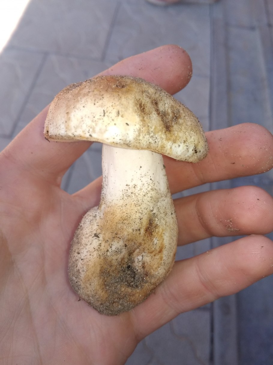 Gyroporus ammophilus