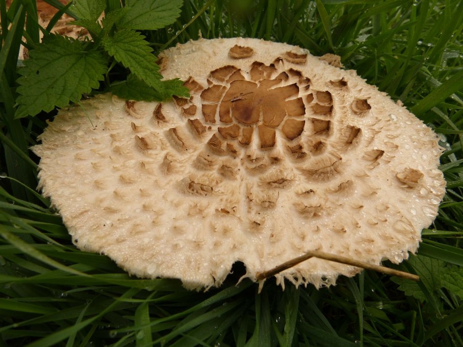 Лепиота Каштановая Lepiota Castanea