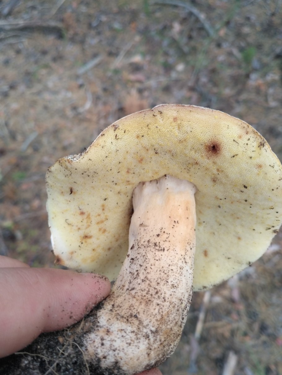 Gyroporus ammophilus