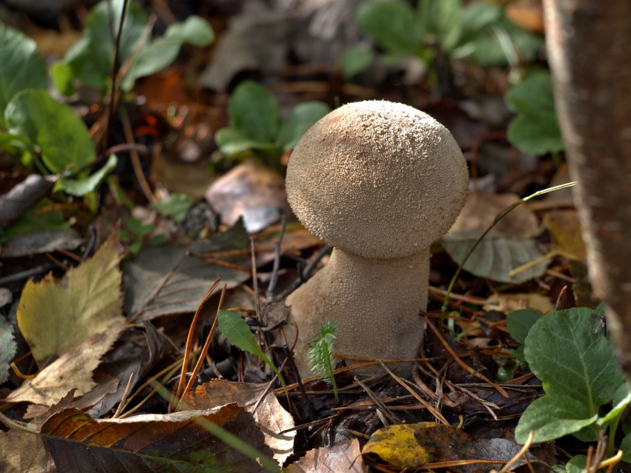 Gyroporus ammophilus