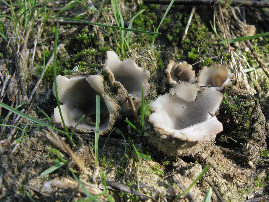 Гиропор каштановый