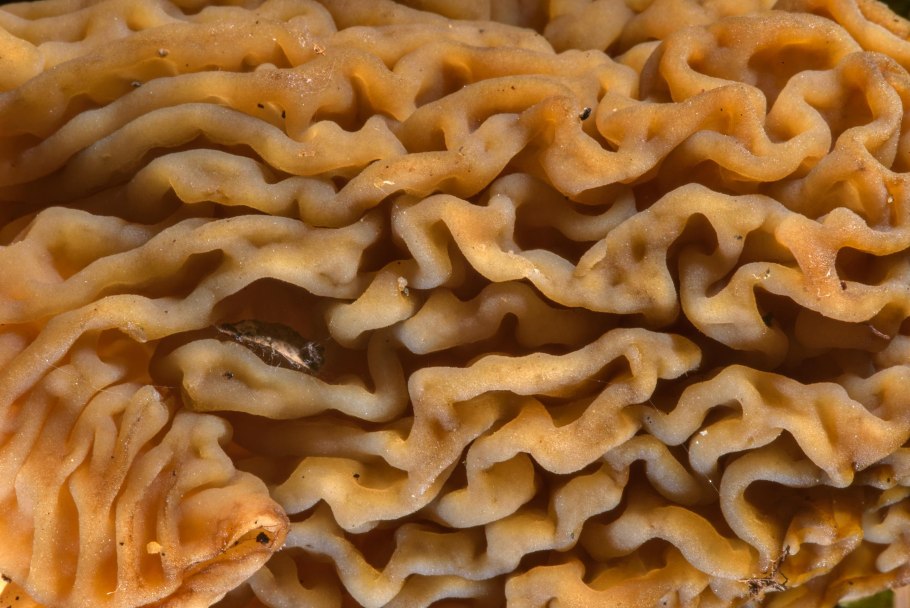 Гриб обабок