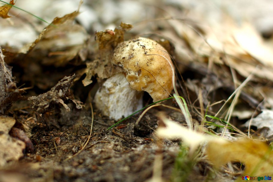 Коллибия лесолюбивая