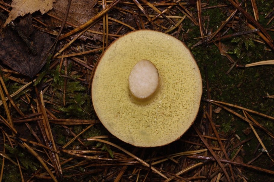 Песчаные грибы явление