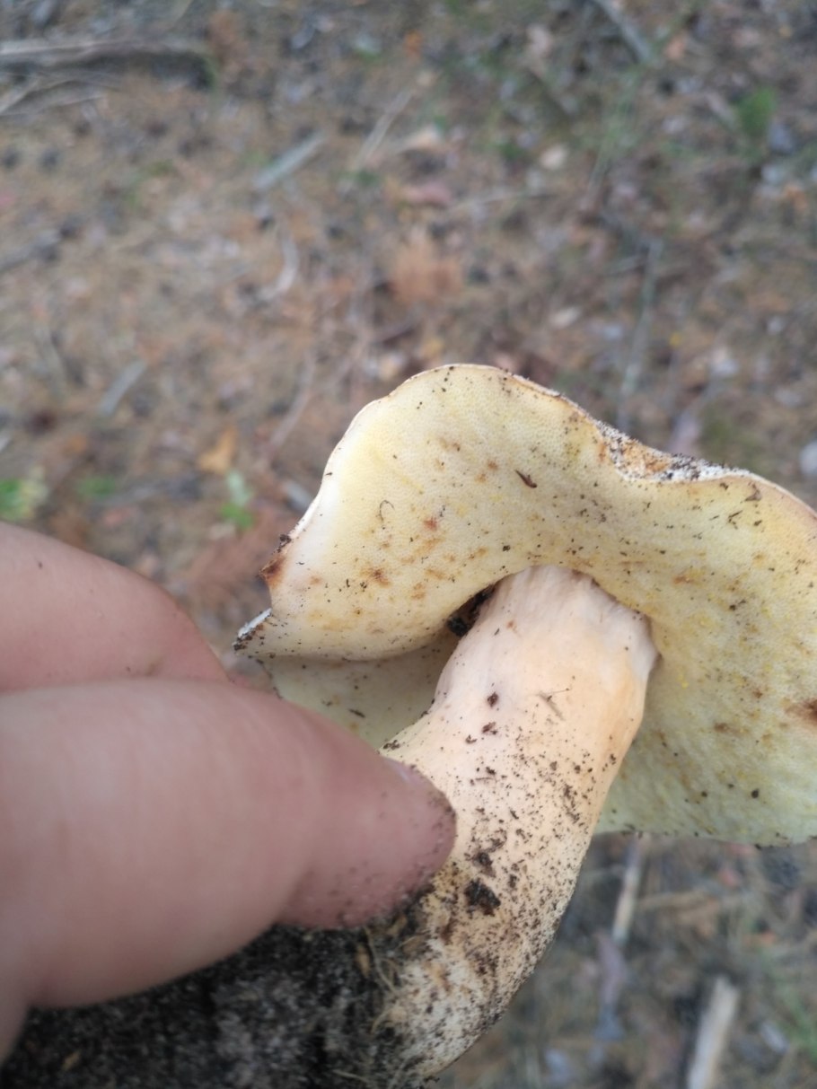 Гриб Гиропорус песчаный