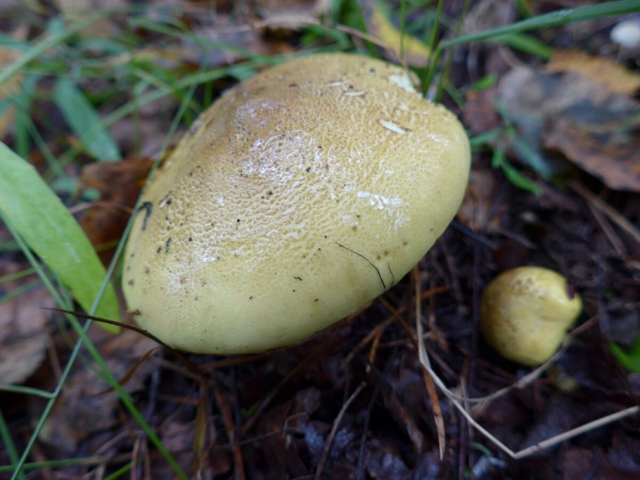 Гриб зеленушка