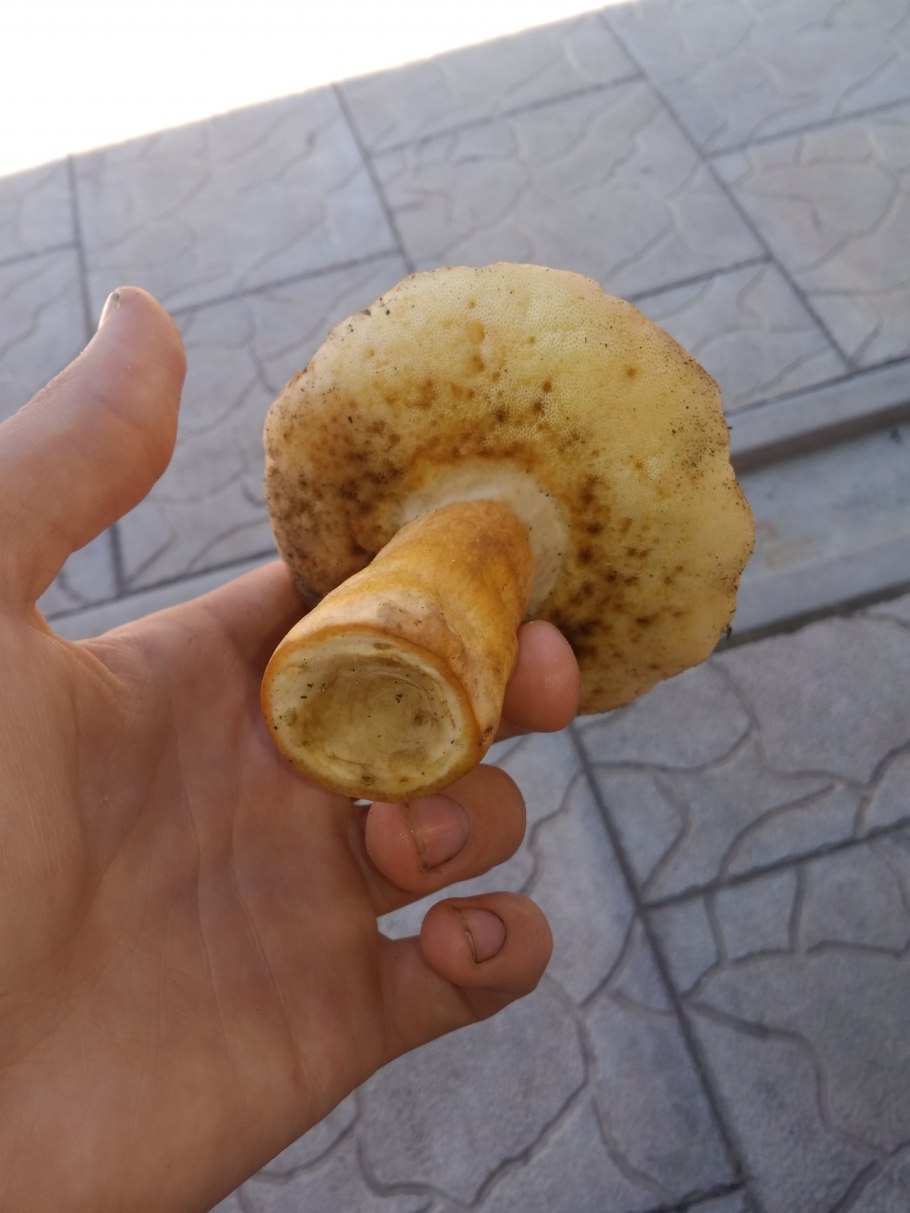 Gyroporus ammophilus