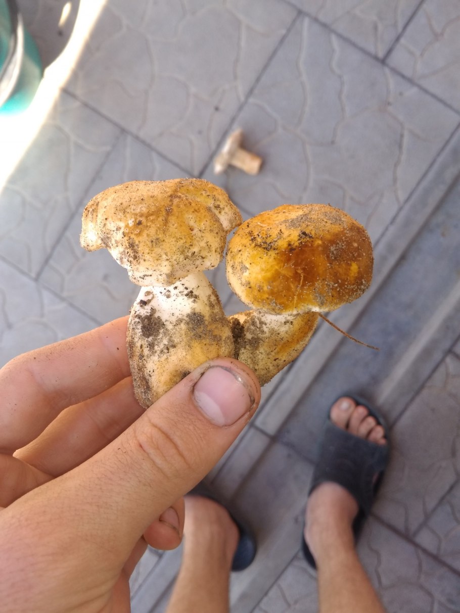 Гриб Гиропорус сибалбеллус