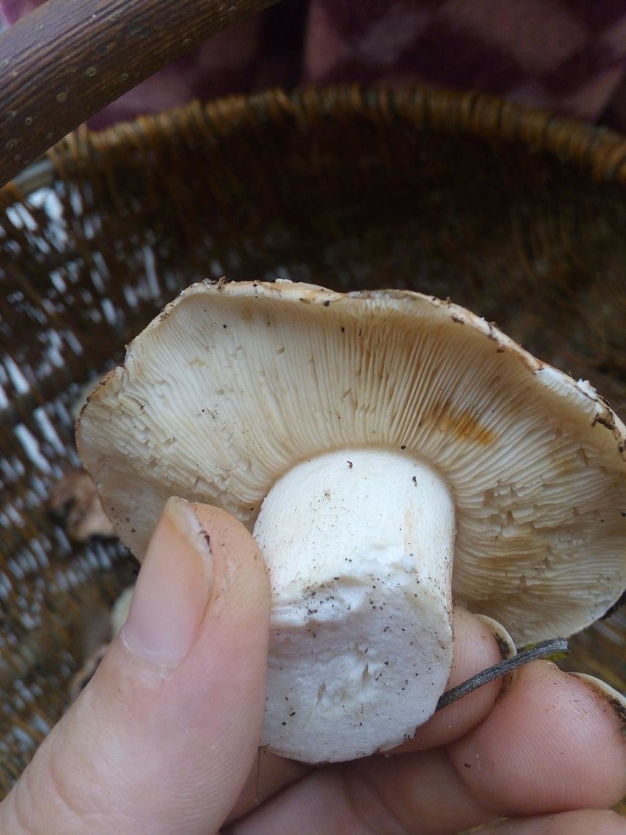 Gyroporus ammophilus