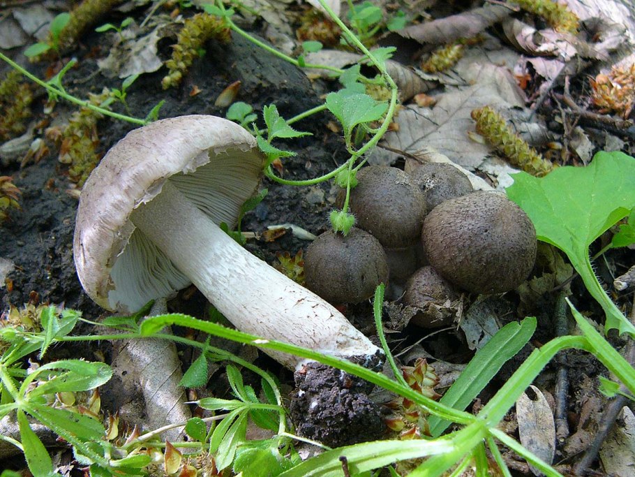 Лисички рецепты