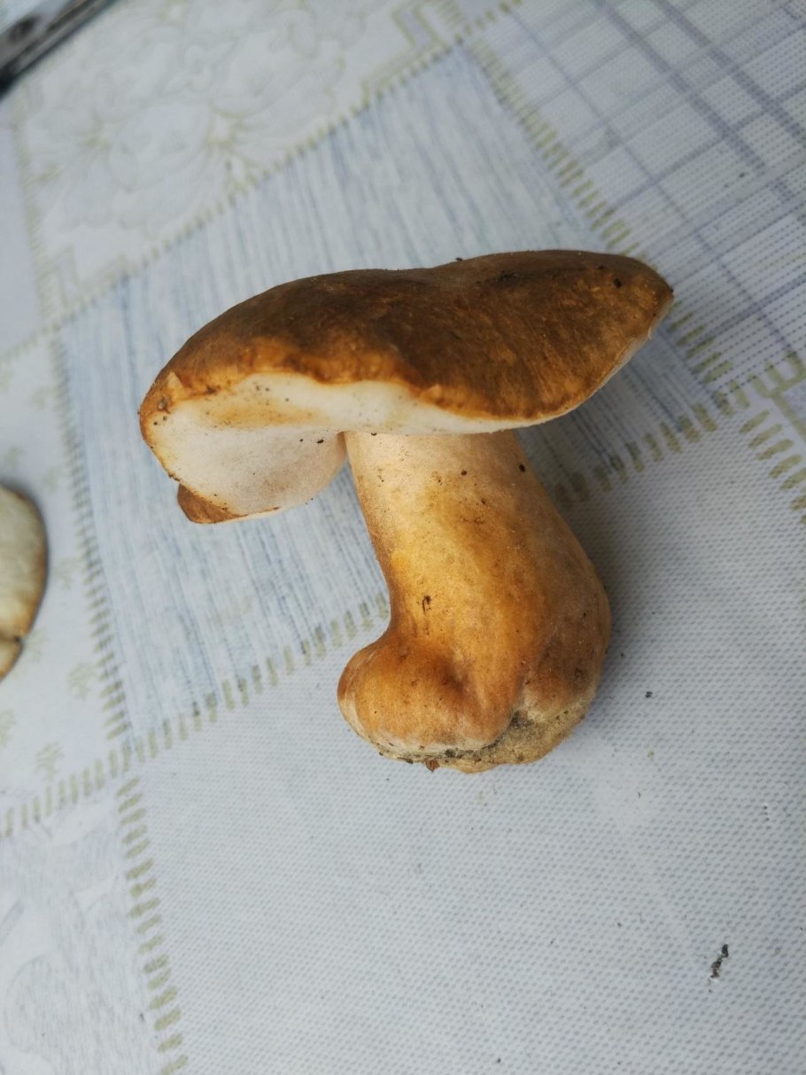 Гриб Гиропорус песчаный съедобный