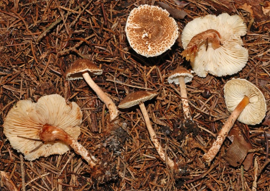 Gyroporus castaneus