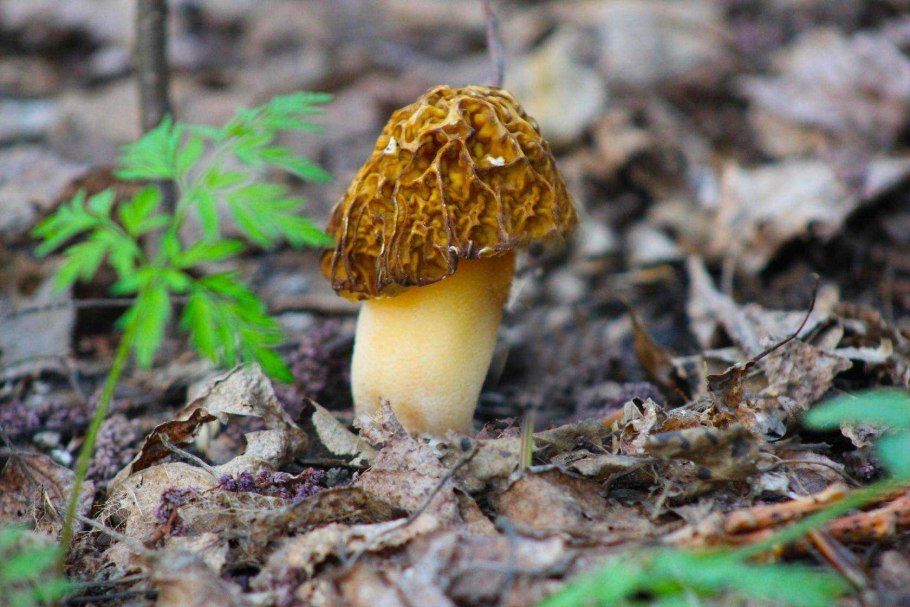 Гриб моховик болотный