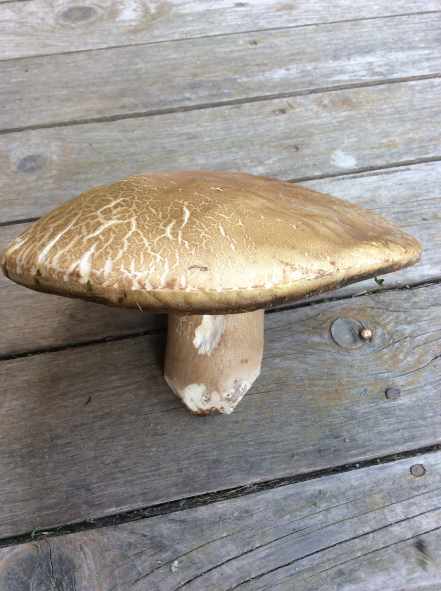 Macrolepiota konradii