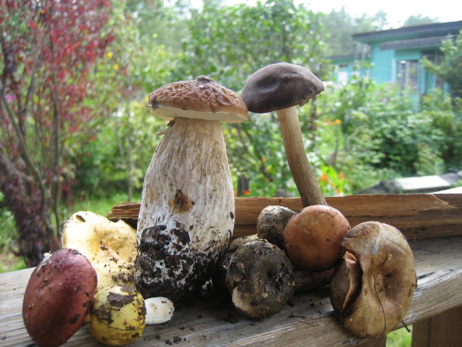 Дача осенью грибы