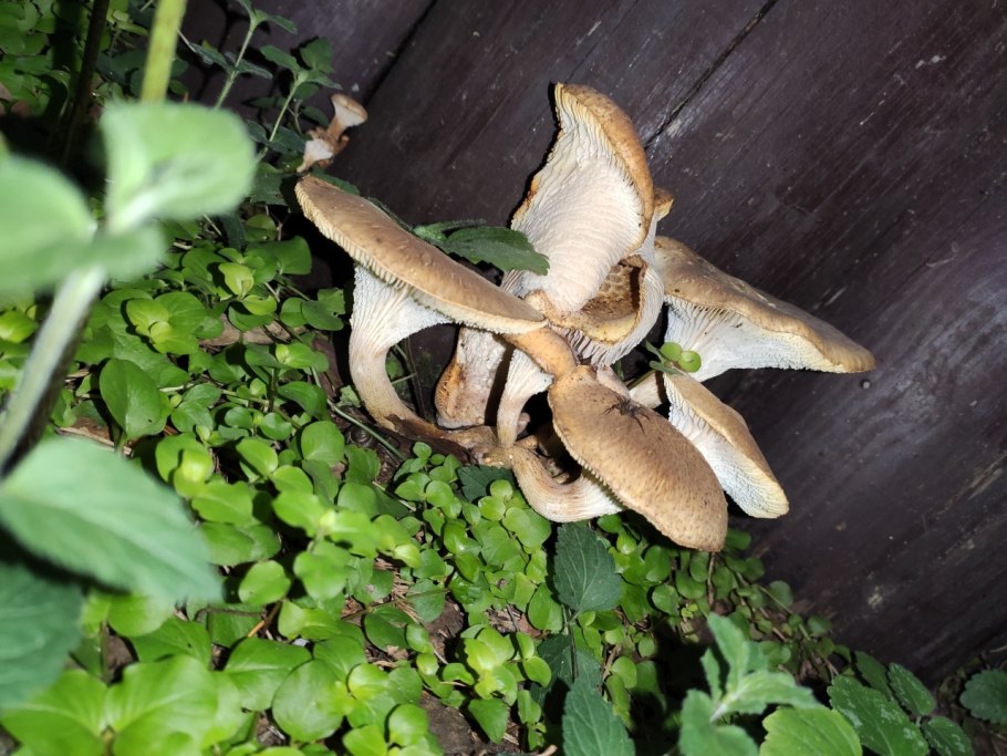 Шиитаке и шампиньон