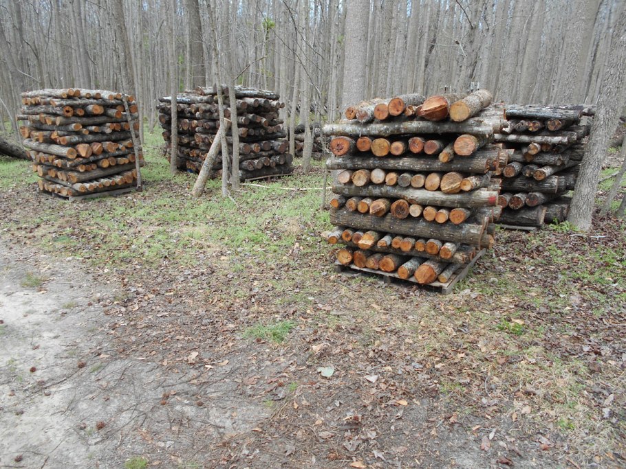 Грибы в саду