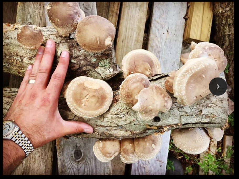 Мицелий шиитаке