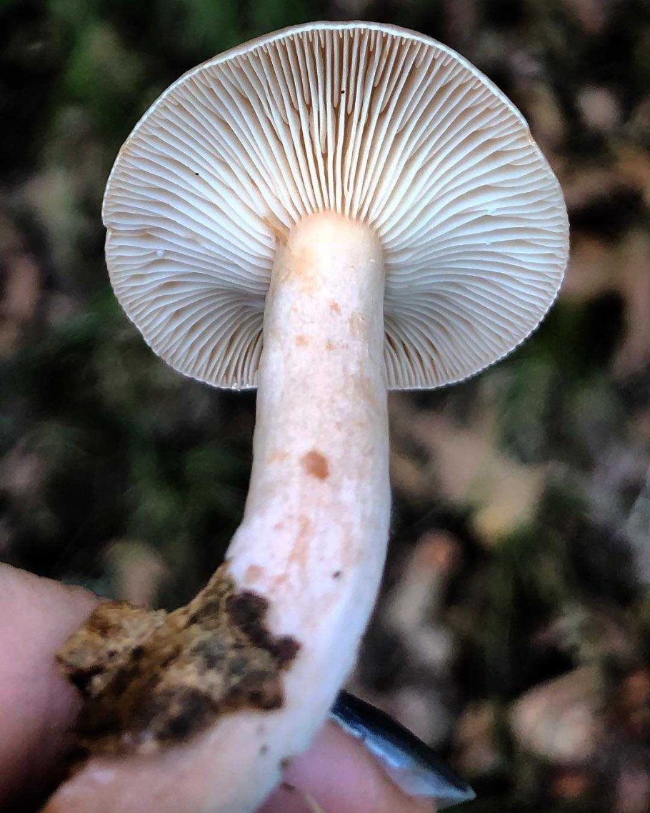 Млечник камфорный Lactarius camphoratus