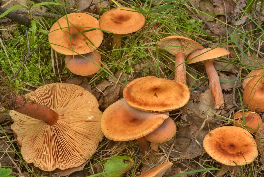 Lactarius lignyotus