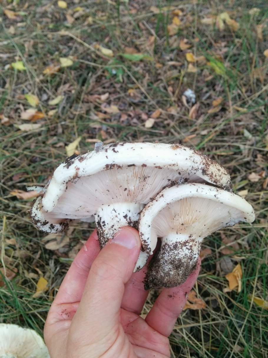 Белые мясистые грибы Краснодарского края