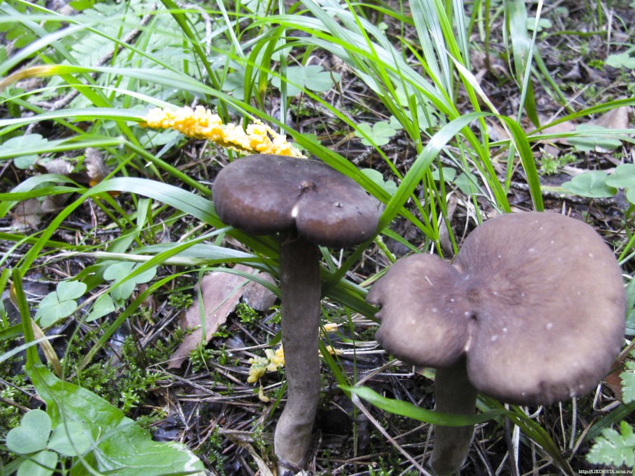 Млечник Ольховый