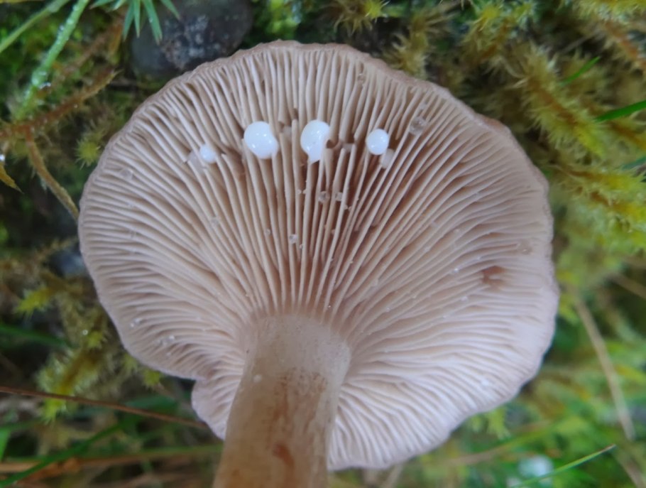 Гриб млечник гигрофорный