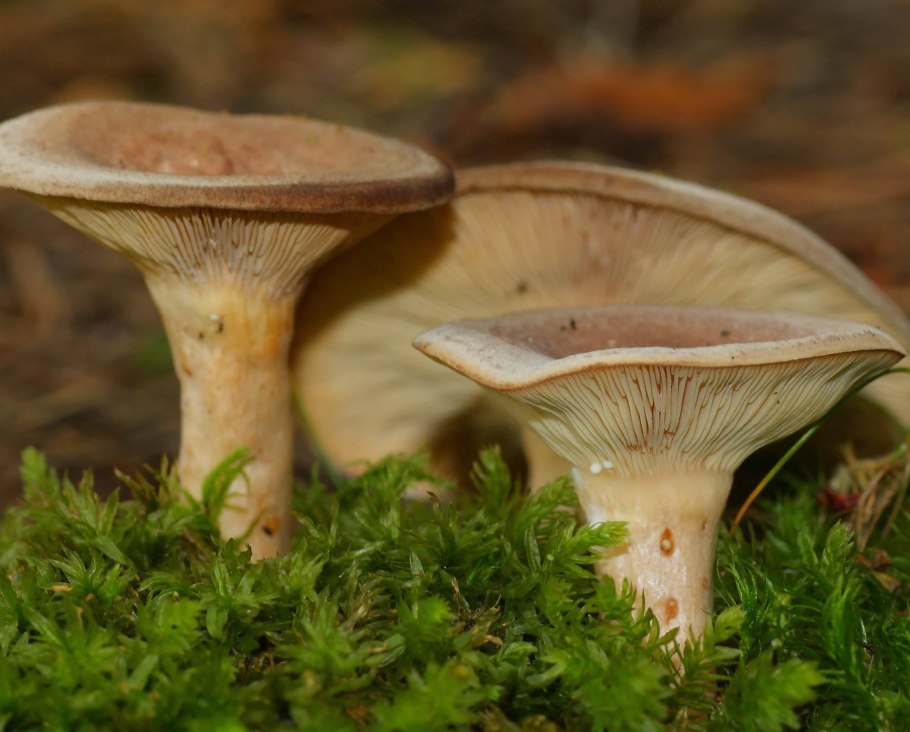 Подгруздь черный