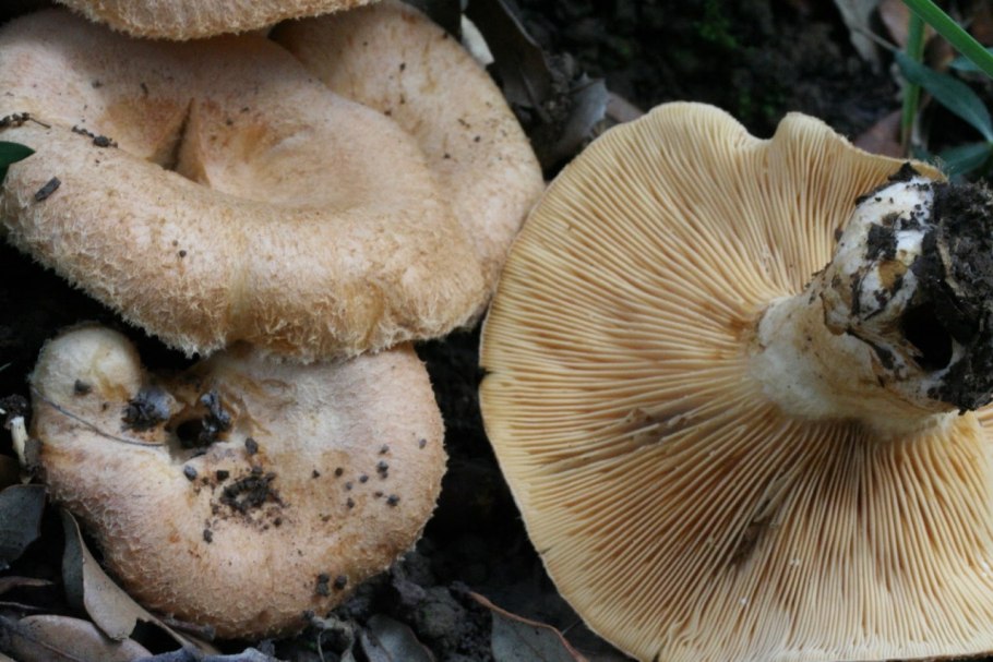 Ивовый груздь