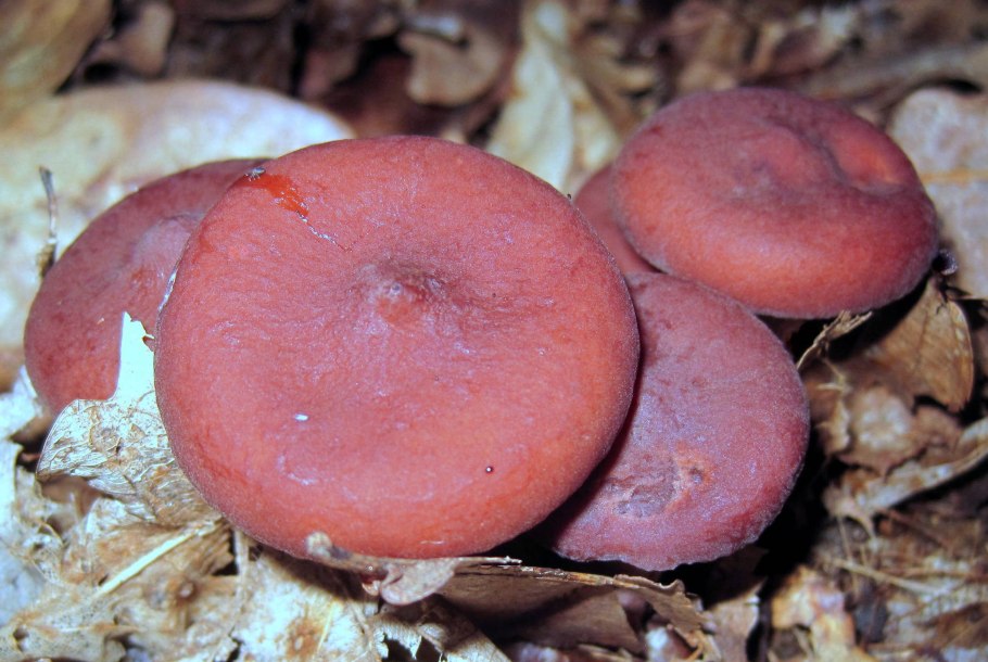 Груздь жёлтый Lactarius scrobiculatus