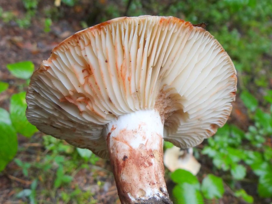 Lactarius vinaceorufescens