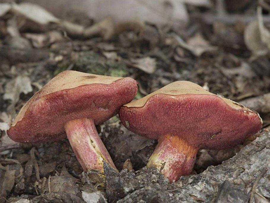 Маслёнок рубиновый (Suillus rubinus)