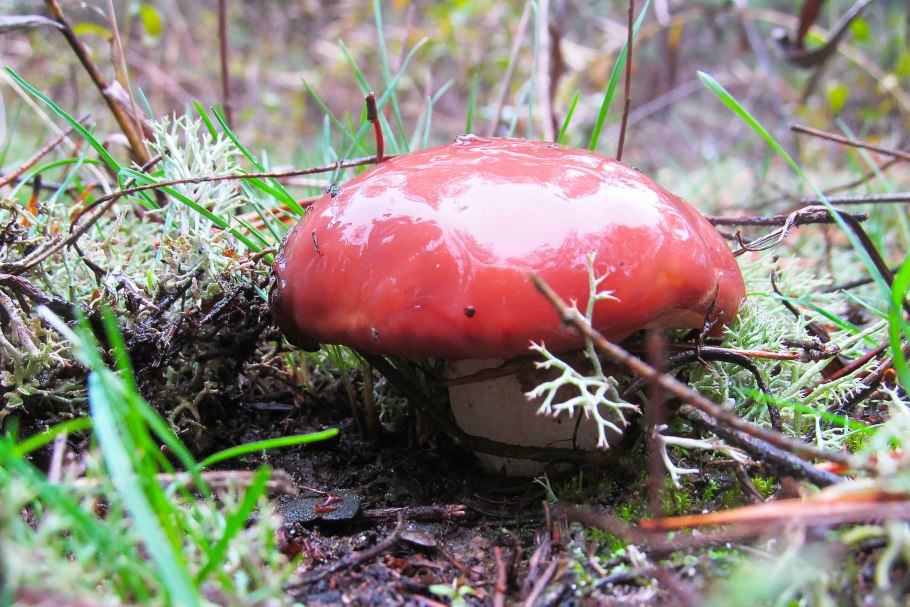 Моховик красный Hortiboletus rubellus