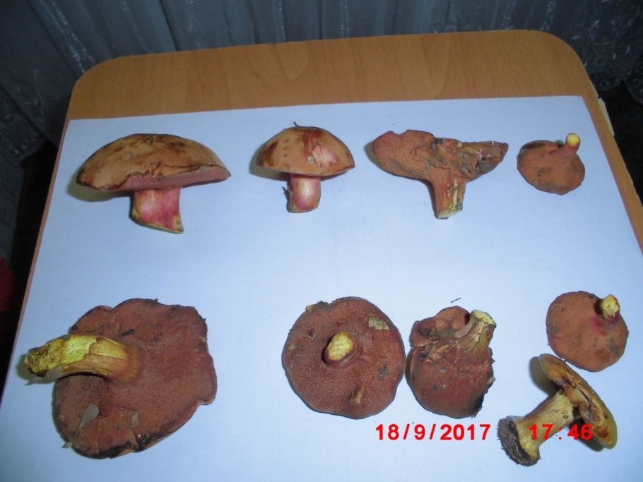 Перечный гриб рубиновый