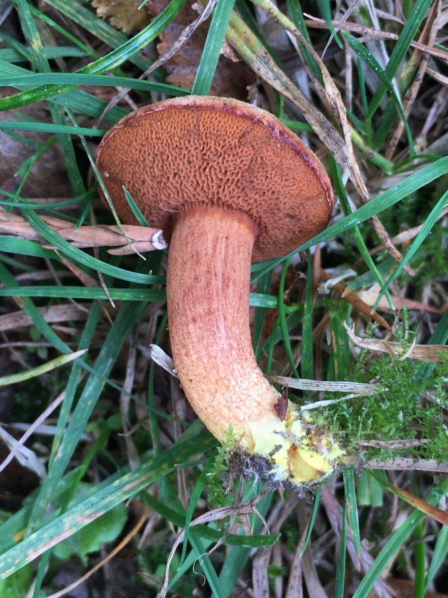 Маслёнок рубиновый (Suillus rubinus)
