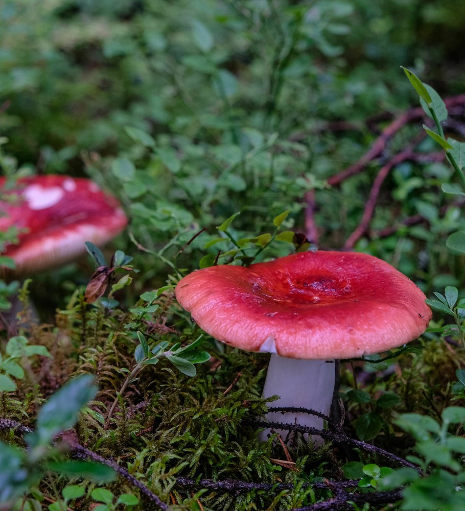 Сыроежка жгучеедкая