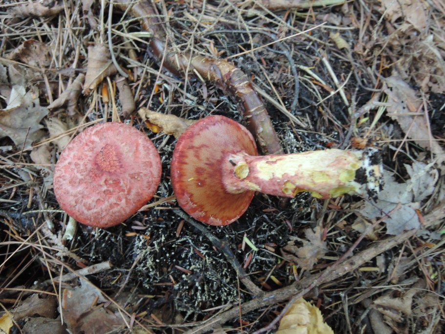 Маслёнок трентийский (Suillus tridentinus)