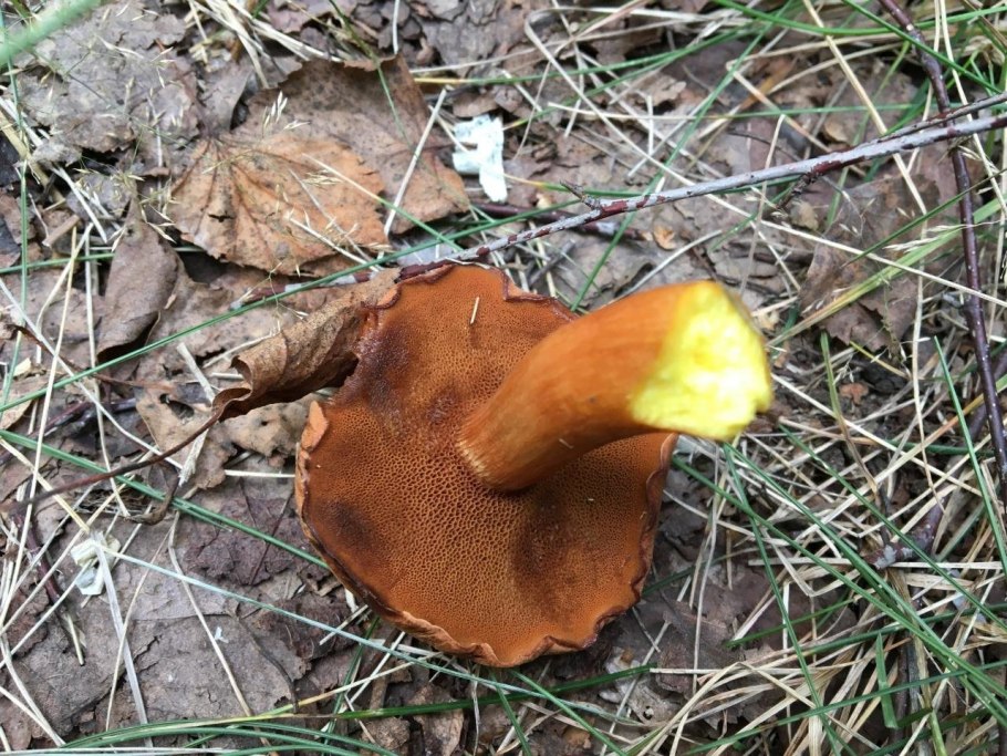 Маслёнок Клинтона (Suillus clintonianus)