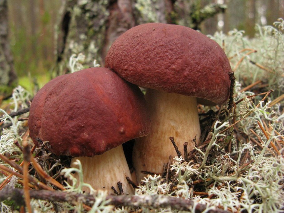 Лыткаринский лес грибы