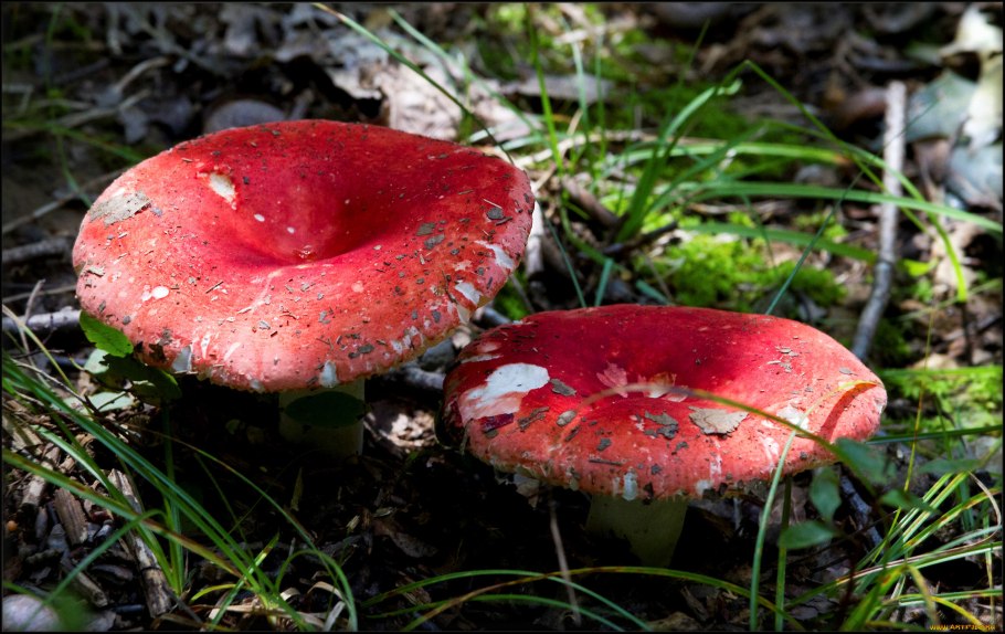 Грибы Кольского полуострова