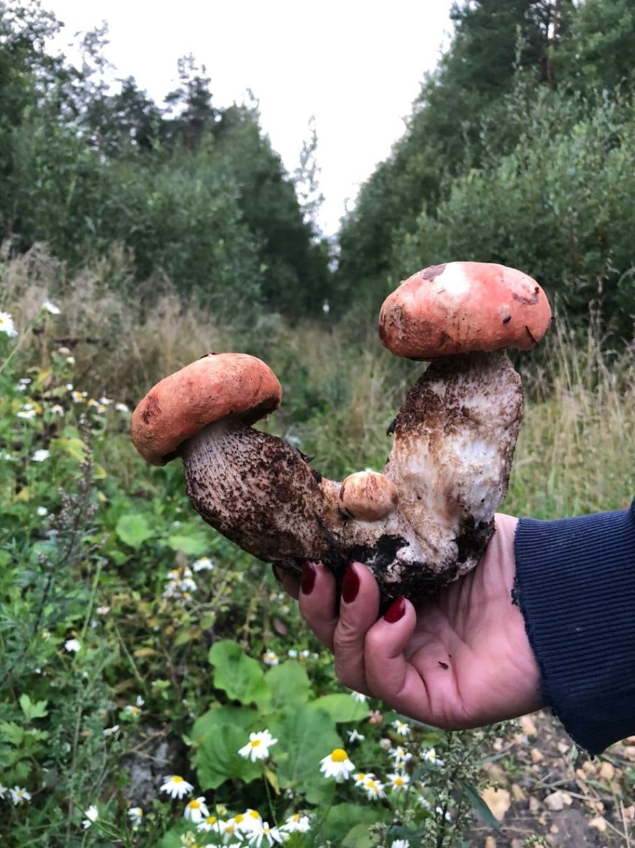 Сигара дьявола гриб