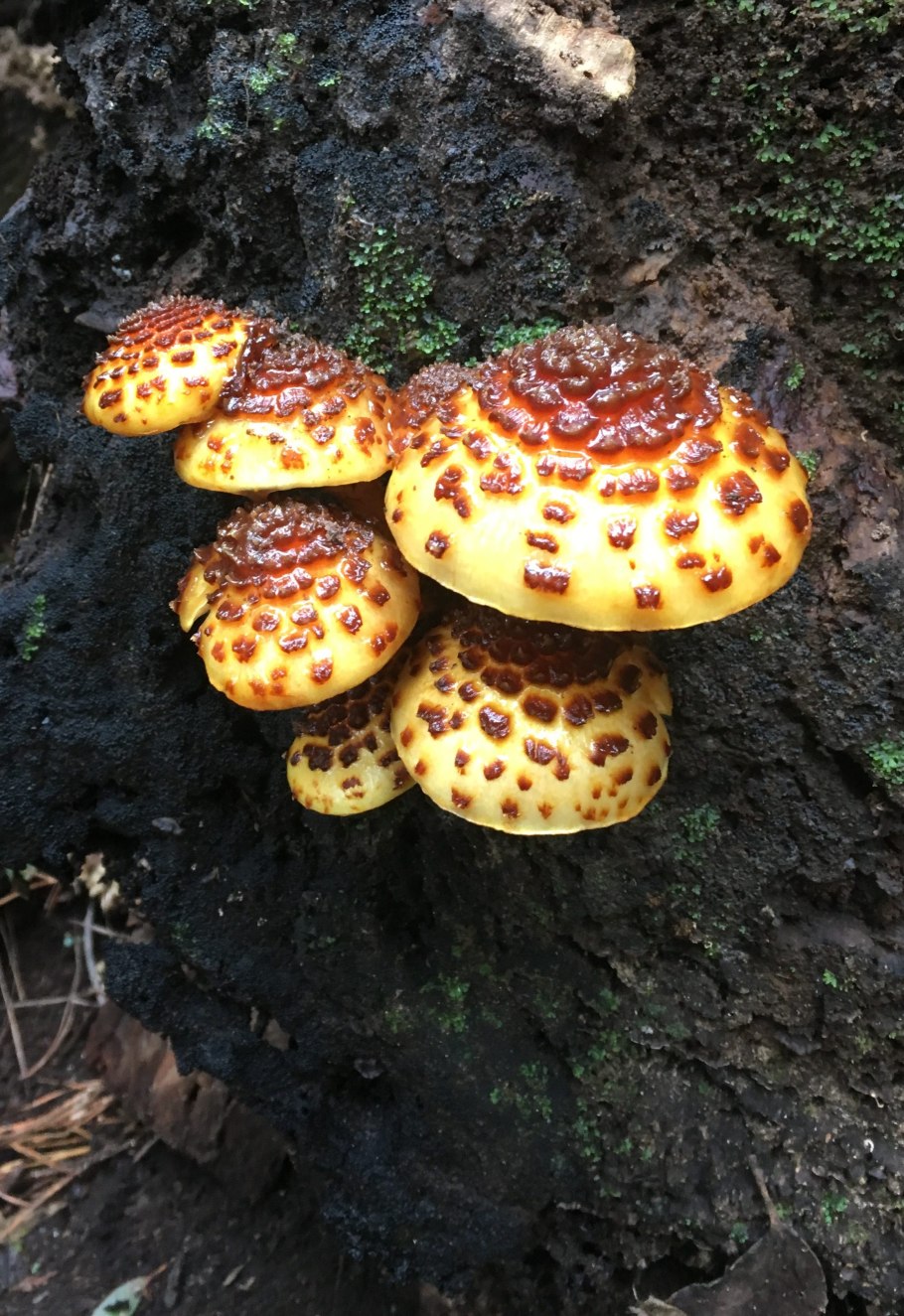 Перечный гриб рубиновый Rubinoboletus rubinus
