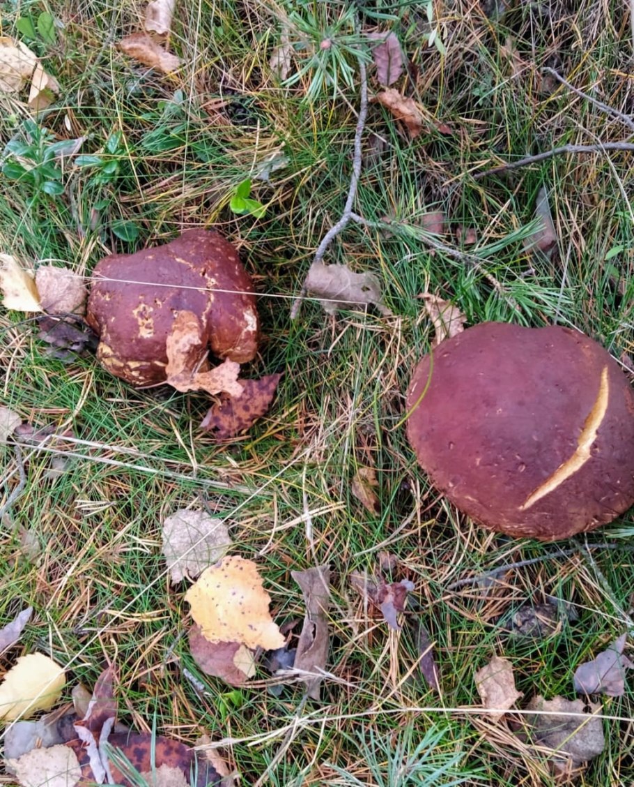 Сигара дьявола гриб