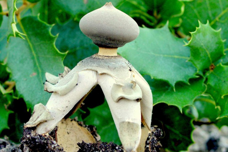 Рубиновый комплект украшений