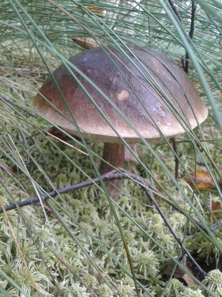 Гриб подберезовик